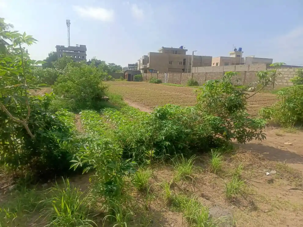 photo parcelle fidjrosse05