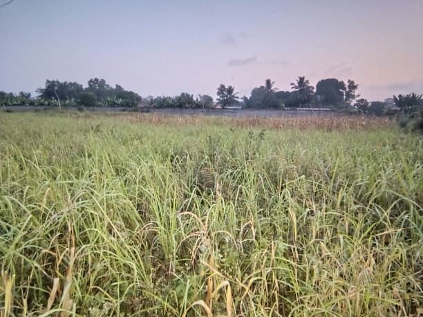 DOMAINE DE 5000m² A CALAVI OUEDO