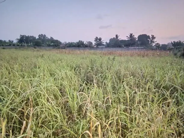 DOMAINE DE 5000m² A CALAVI OUEDO